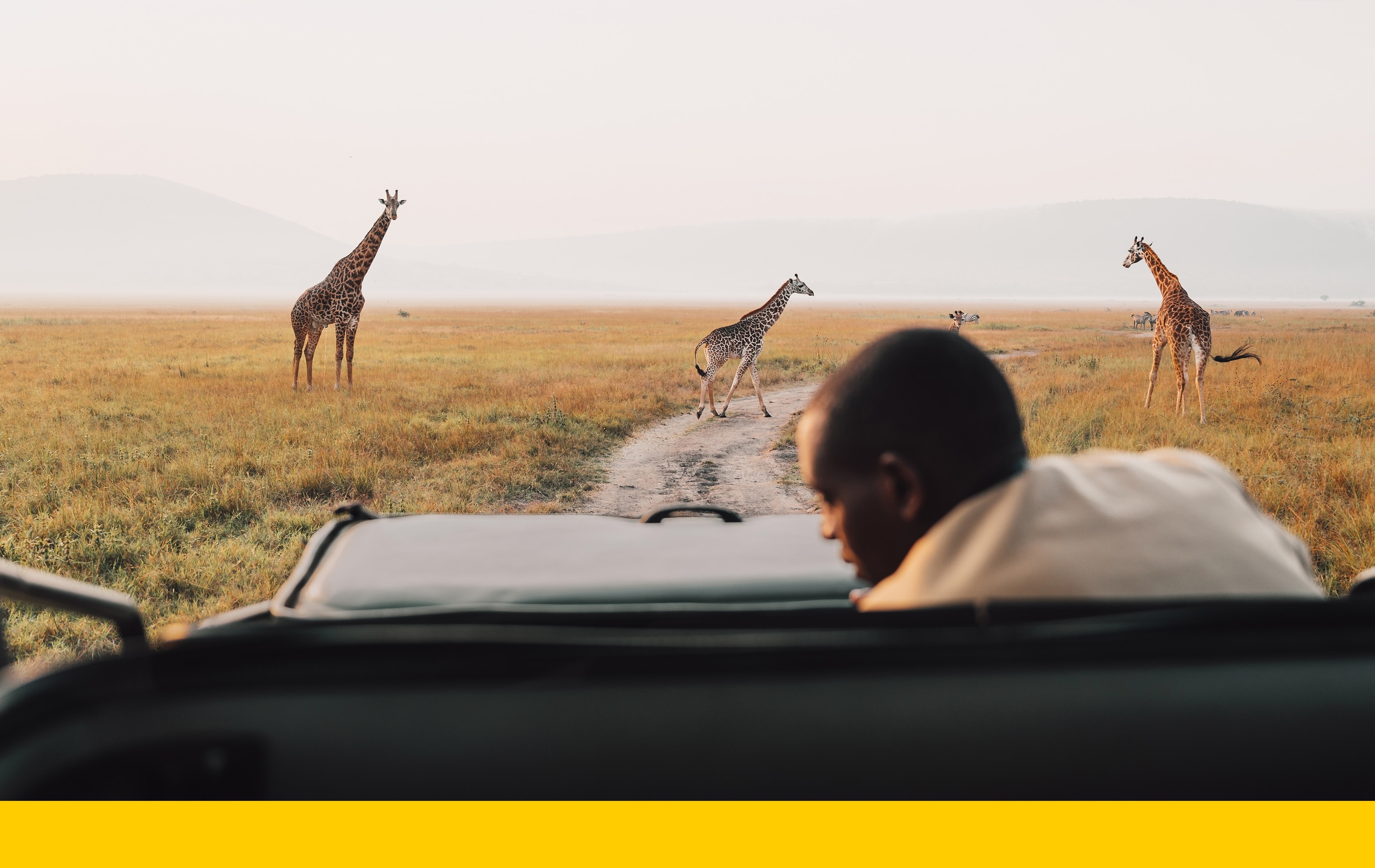 A photograph from the backseat of a vehicle in Kilala Plain with giraffes directly ahead and zebras in the distance.
