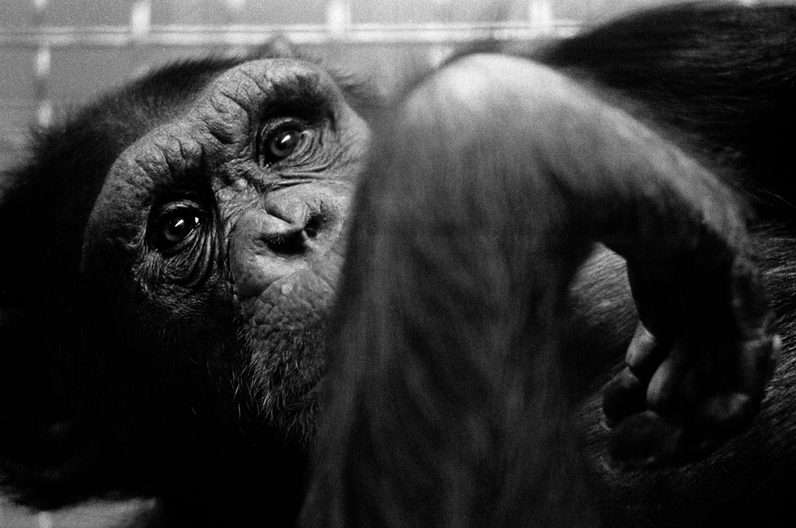 A close up view of a chimp in a portrait.
