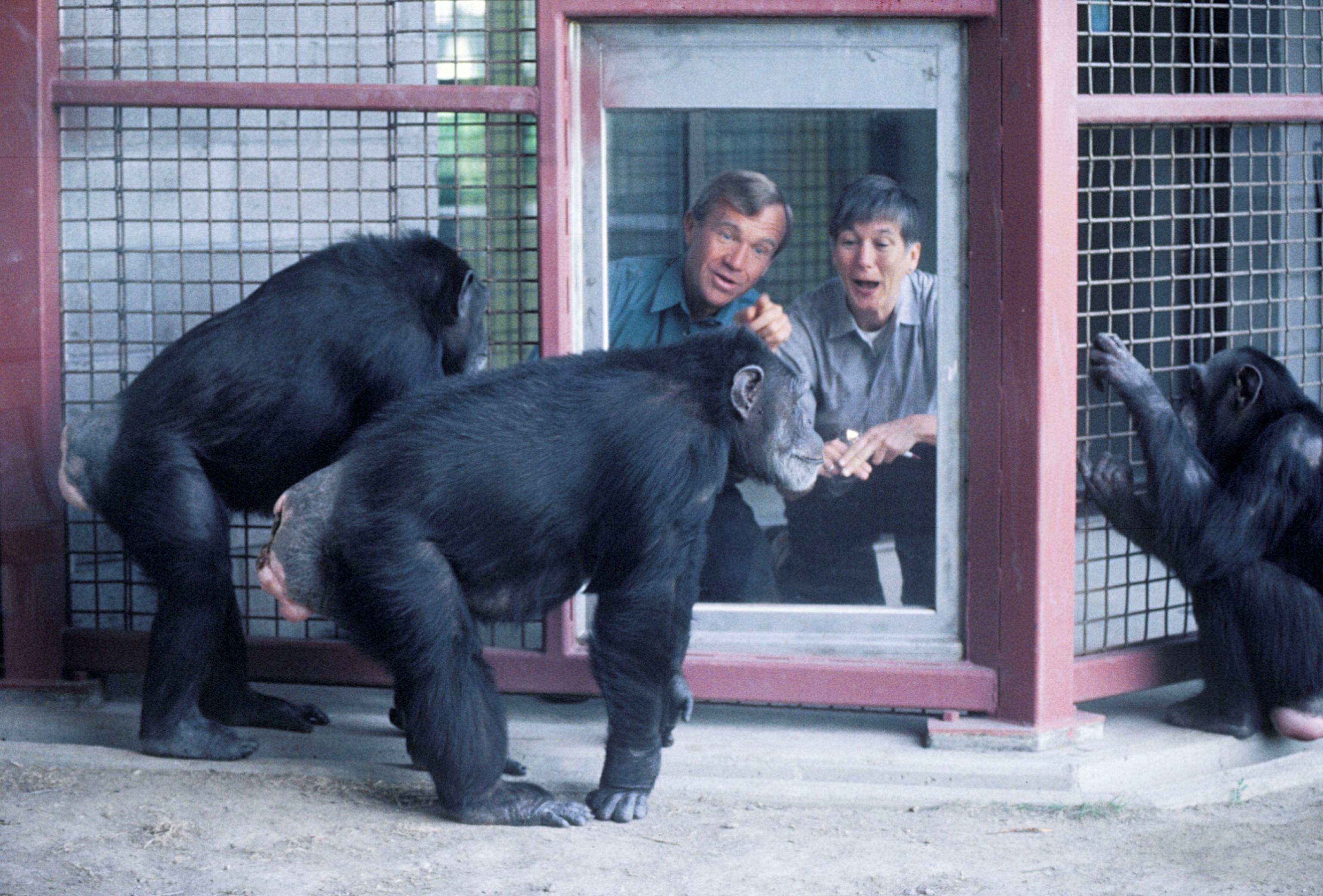 A man and woman with pale skin, look through a glass at three chimps.