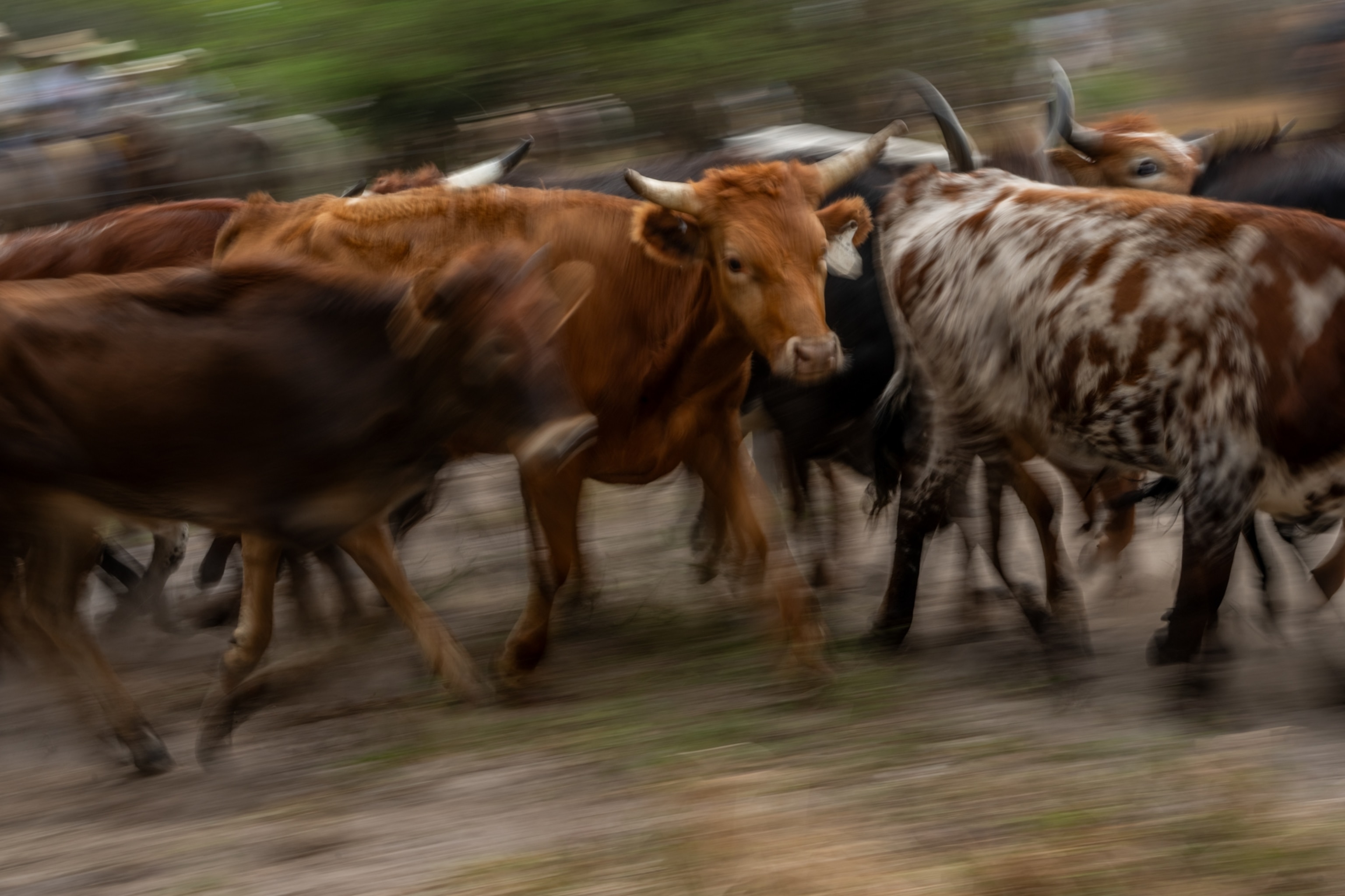 A group of cows running together.