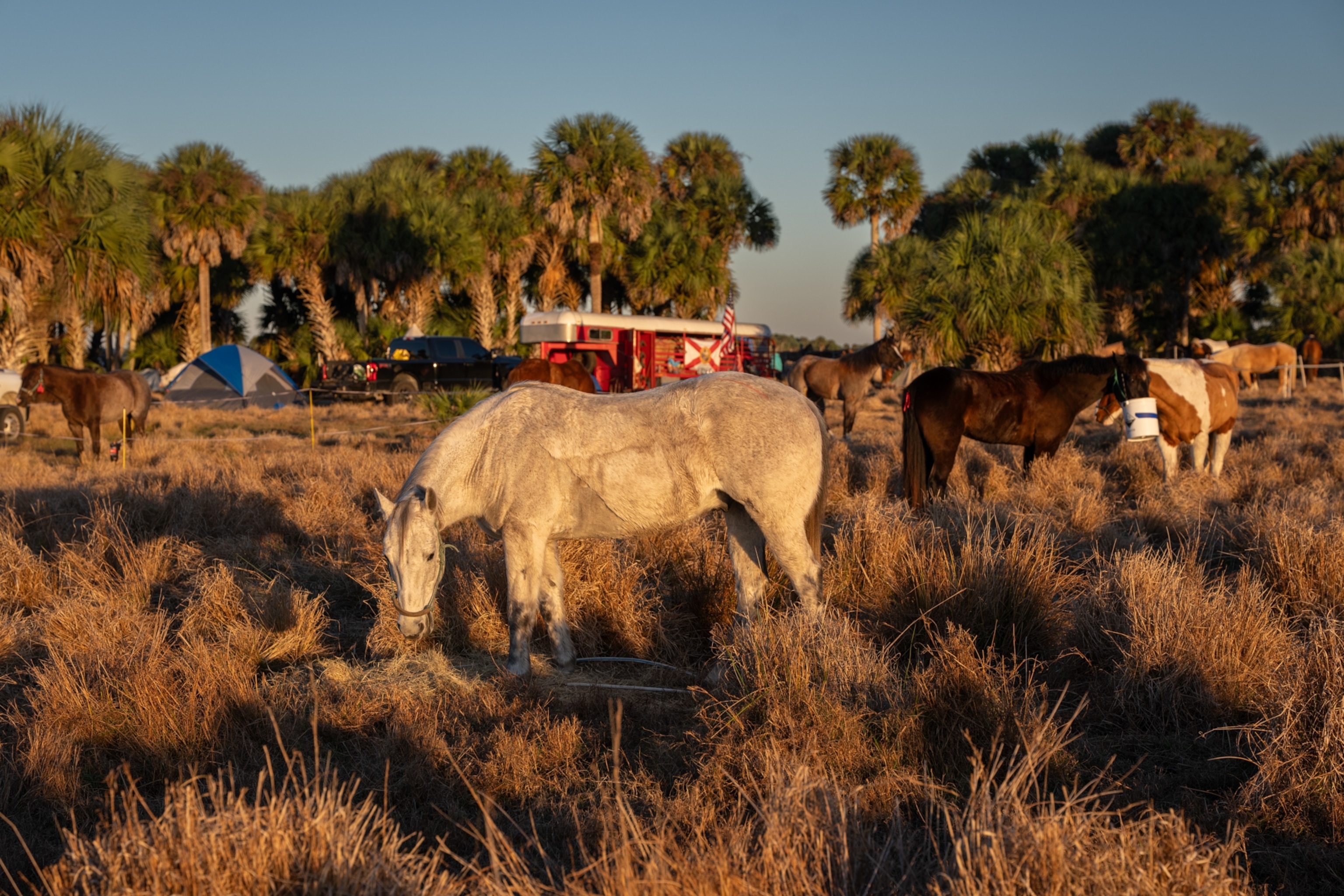 A horse in a field with a traile behind.