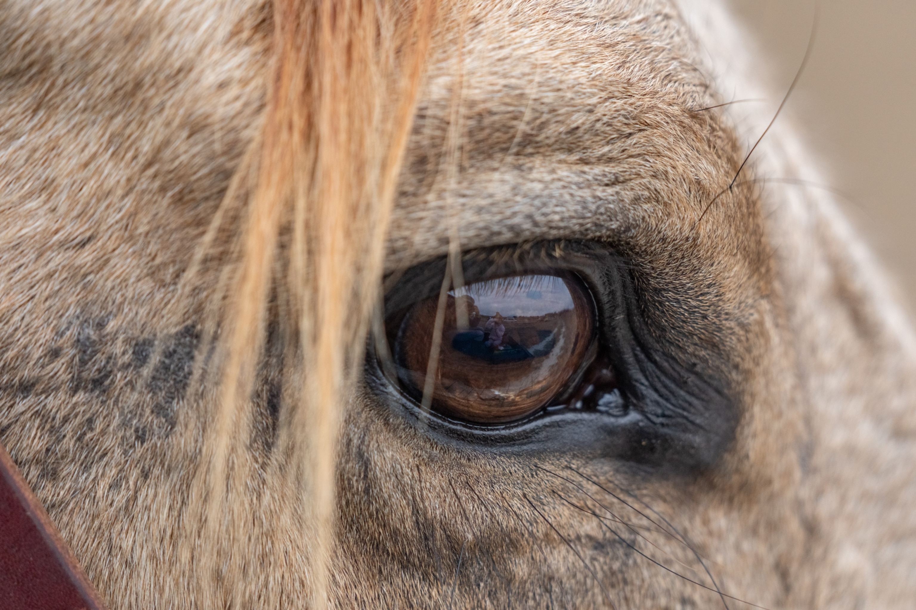 A close up of a horses eye.