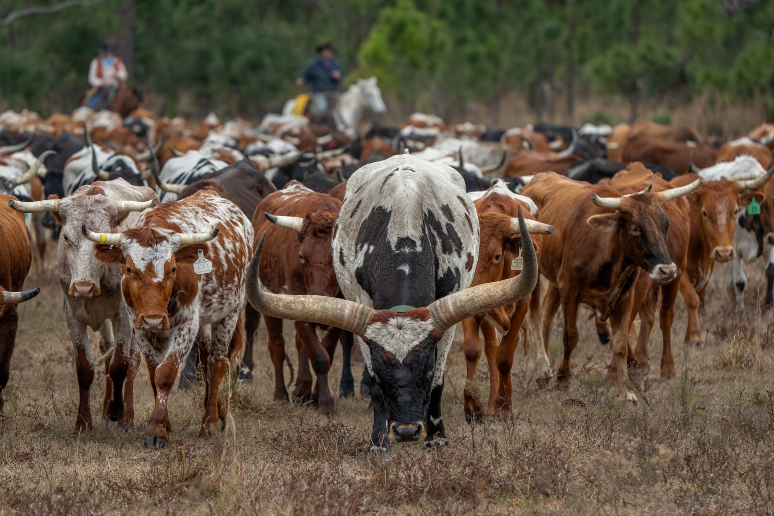 A heard of cattle grazing on grass the one in the center has long horns white and black spots, there are also others with brown and and white surrounding it.