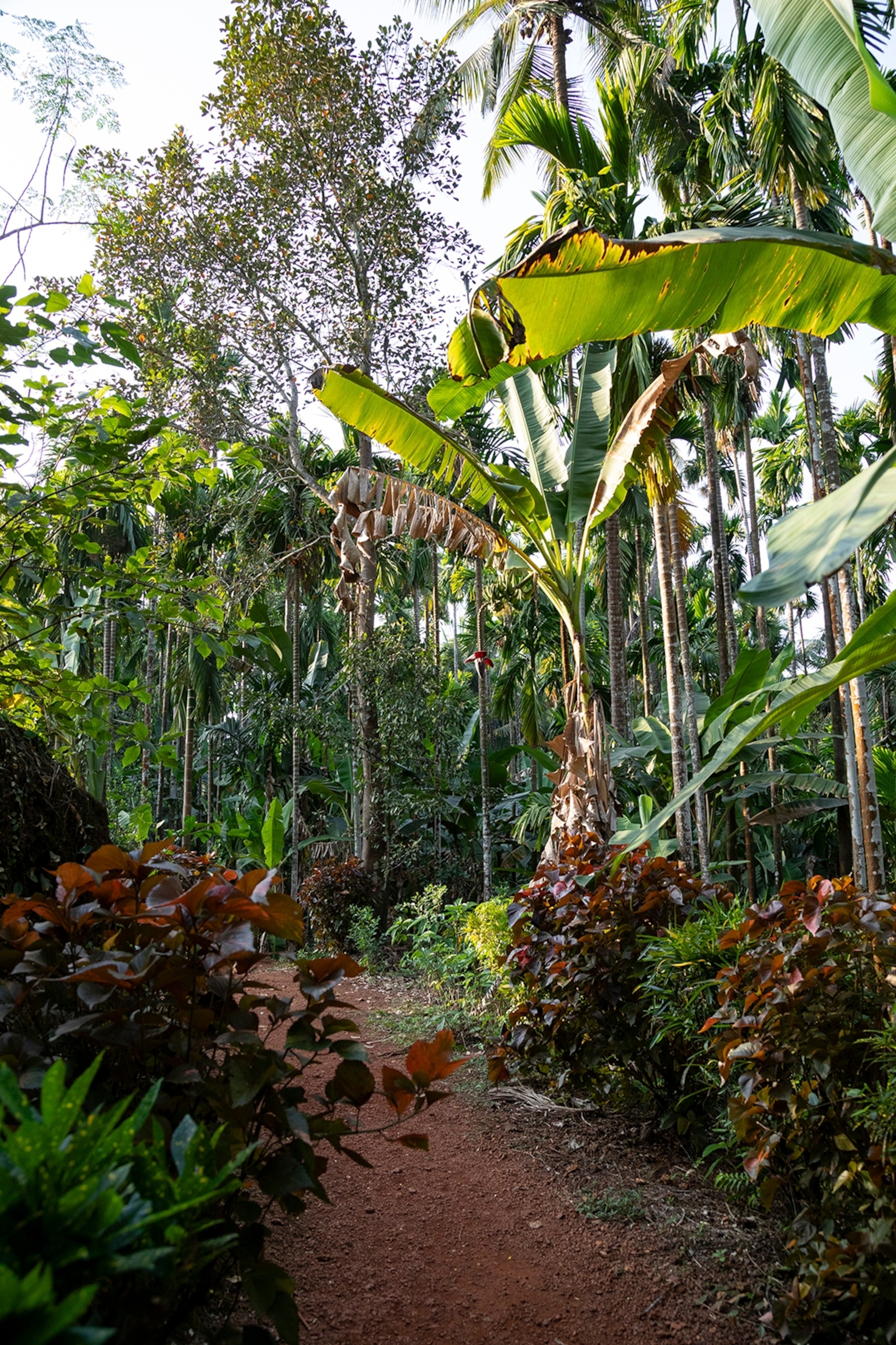 A densely overgrown and tropical forest with a narrow path leading past palm trees and other type of trees.