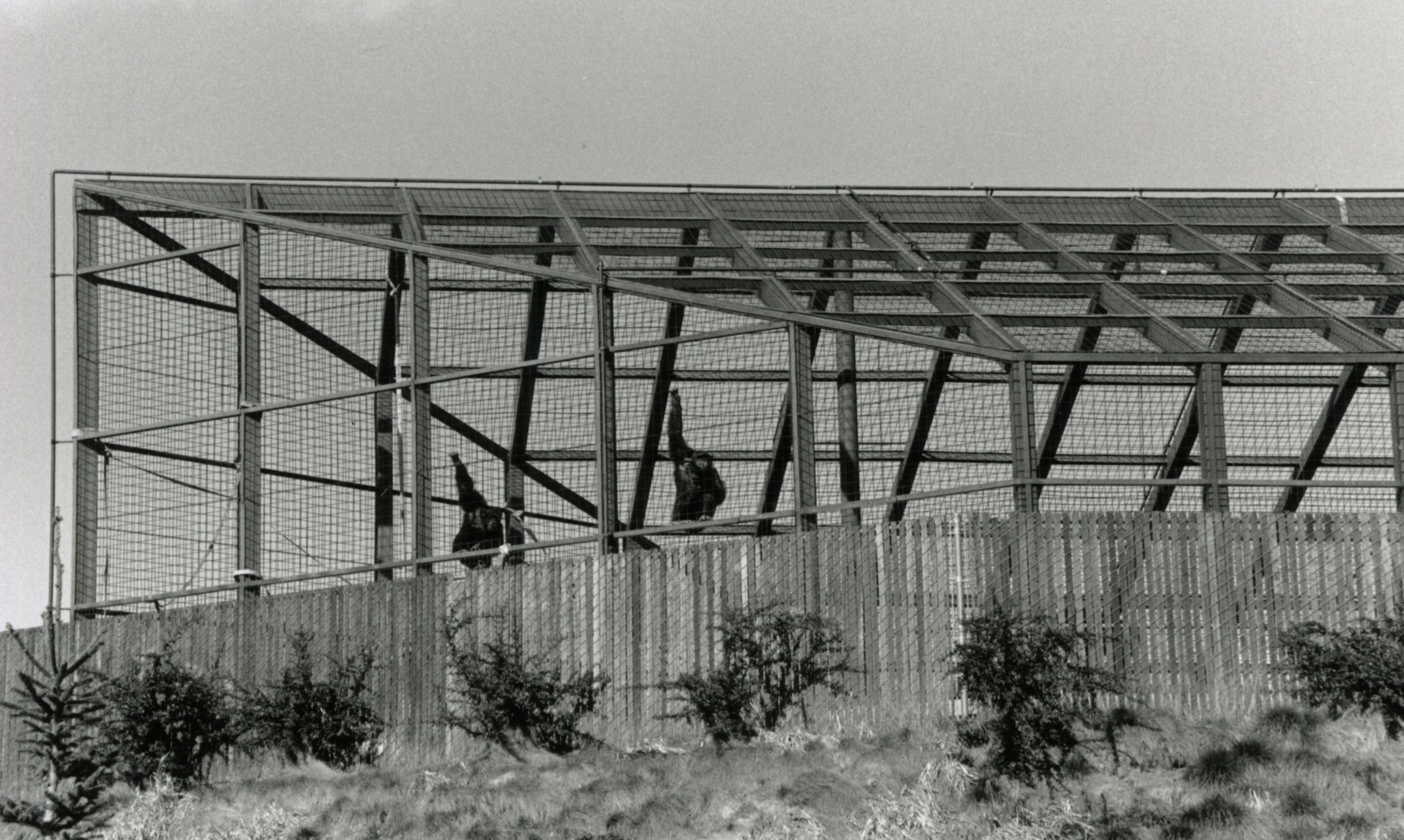 Chimps bodies can be seen swinging in the distance.