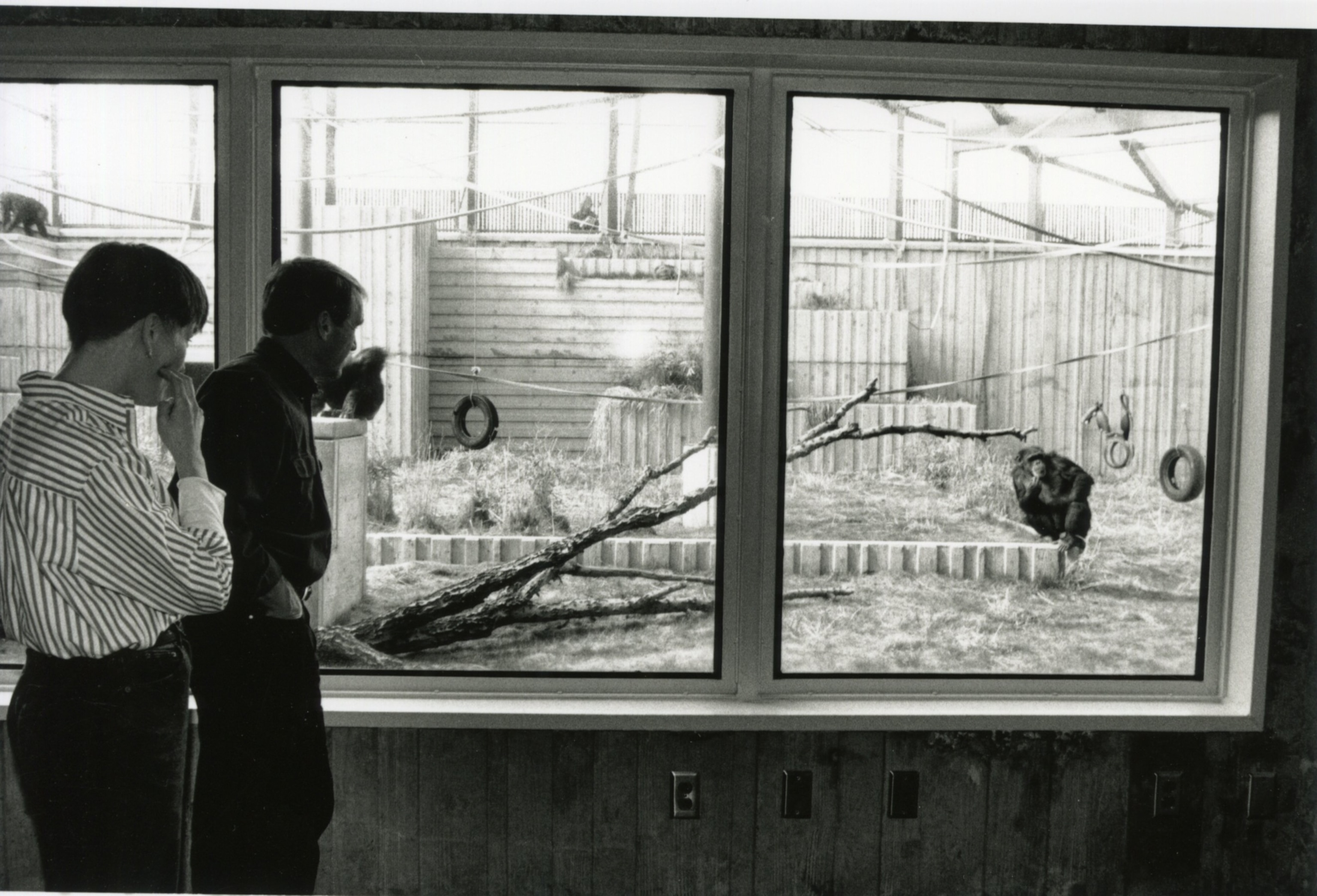 A man and woman look through glass at a chimp.
