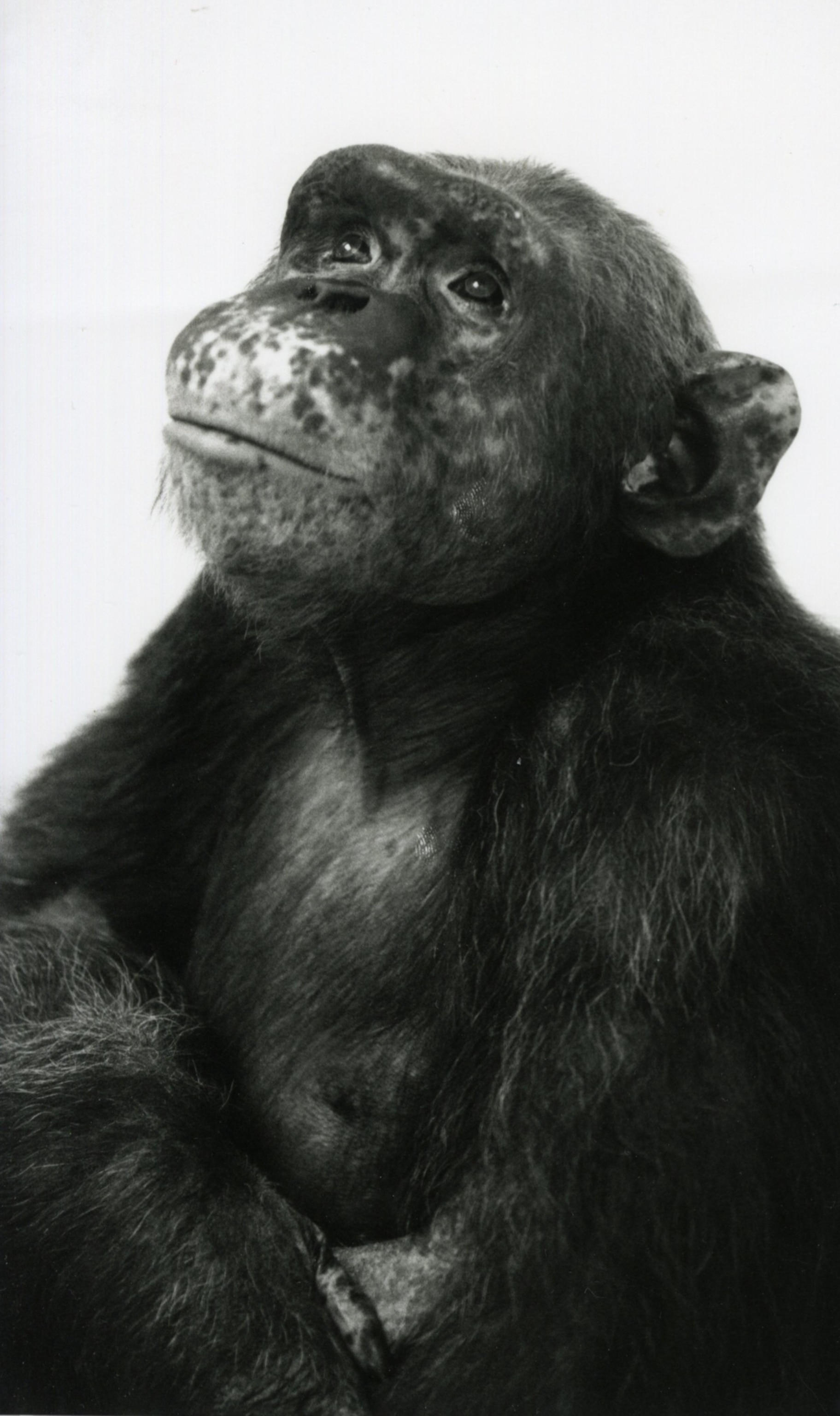 A chimp looks up on photographed closely on a white background.
