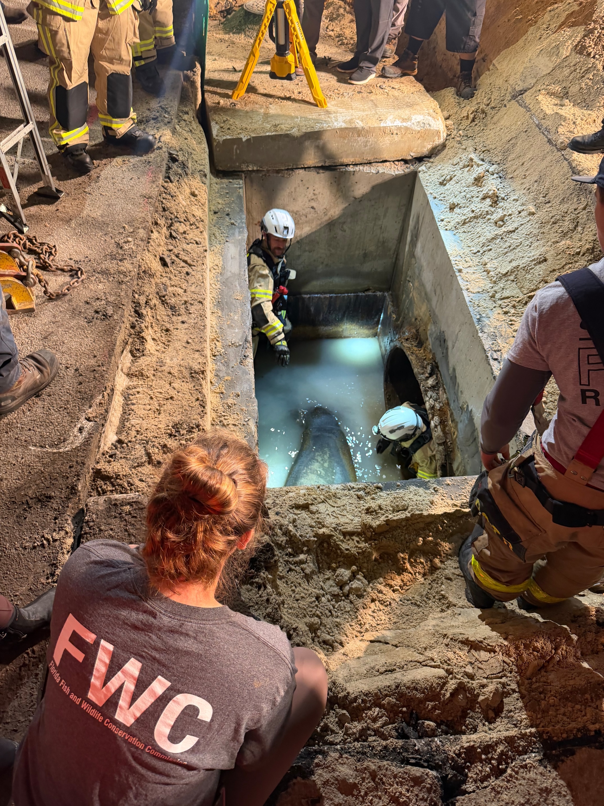 A man in a hole with a manatee