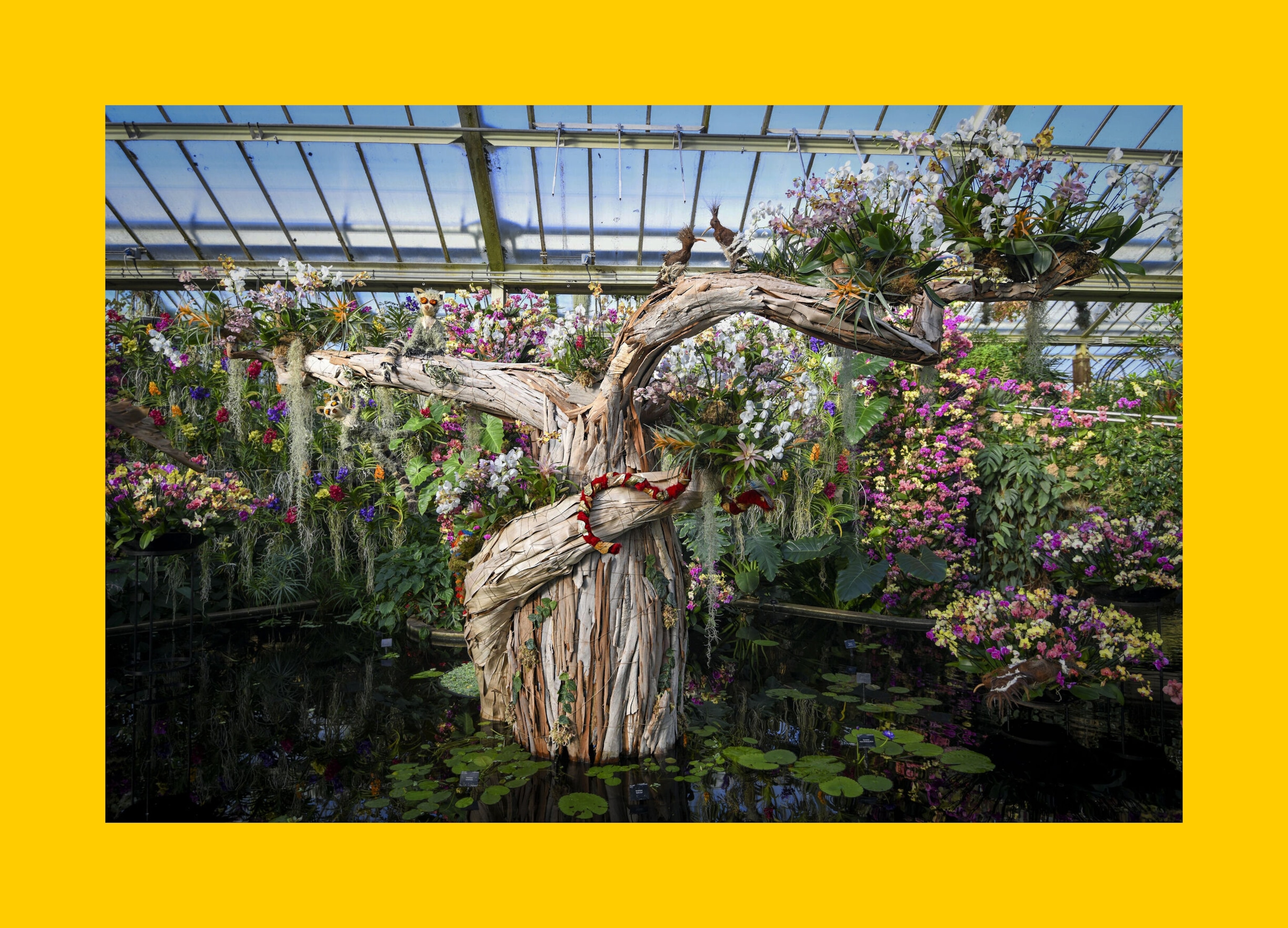 Madagascar Orchid Festival at Kew Gardens.