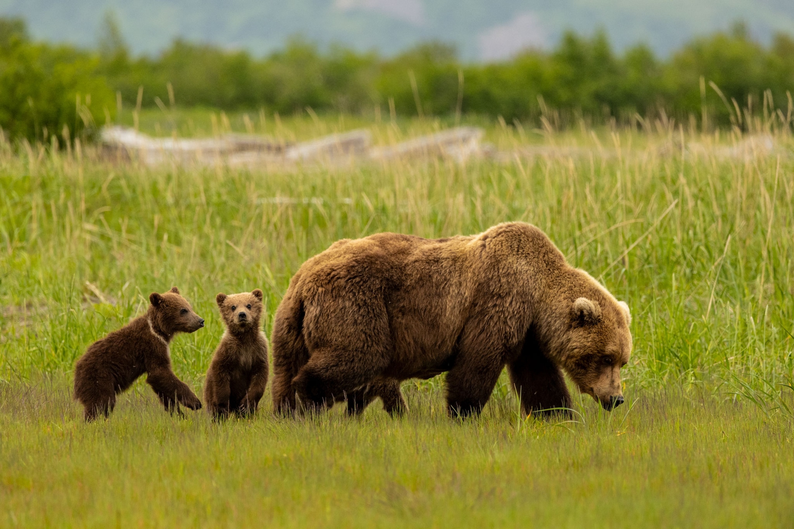 A mother brown bear grazes on sedge grass with her three spring cubs