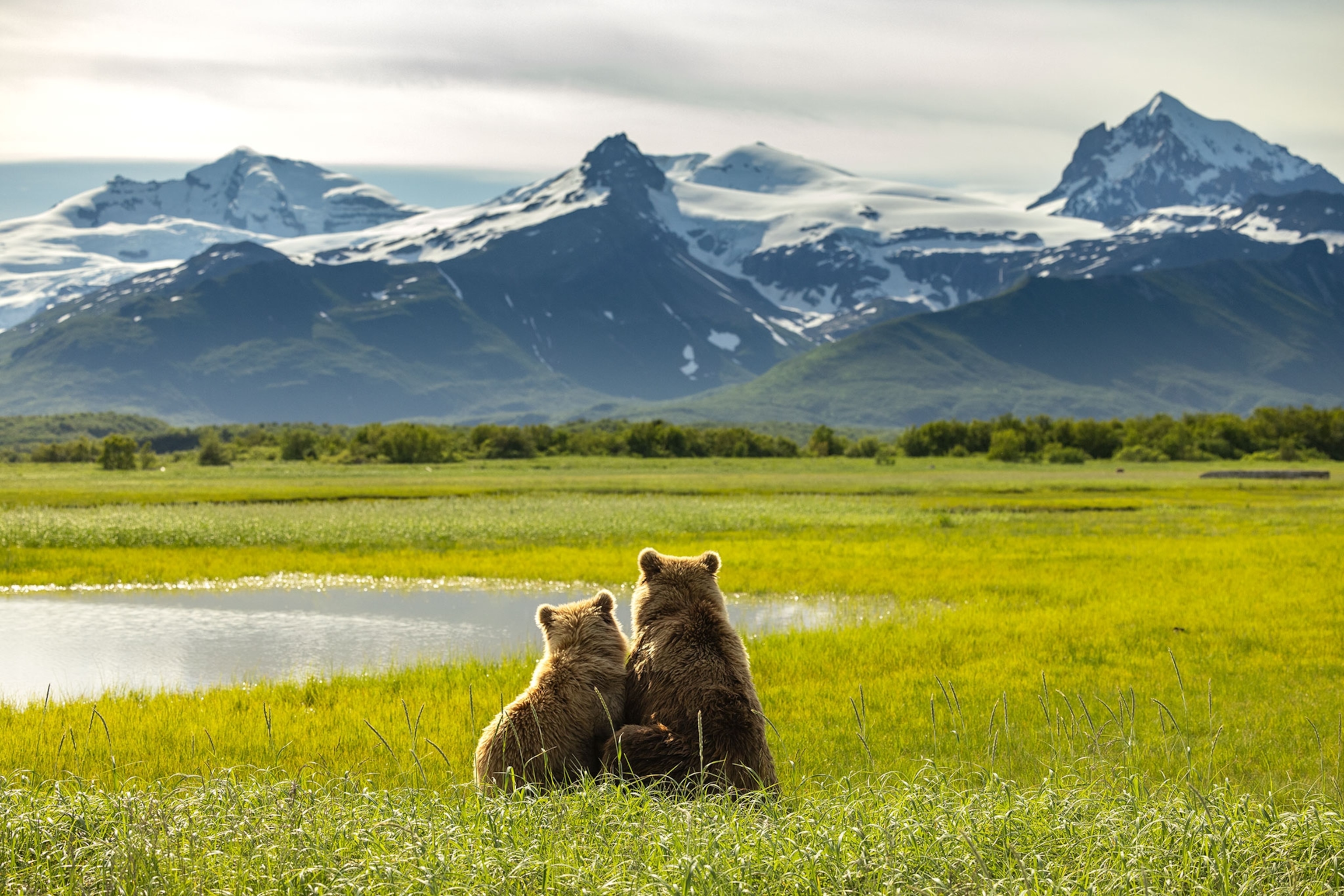 A brown bear mother and cub sit next to each other in a meadow in Hallo Bay, as seen from the back