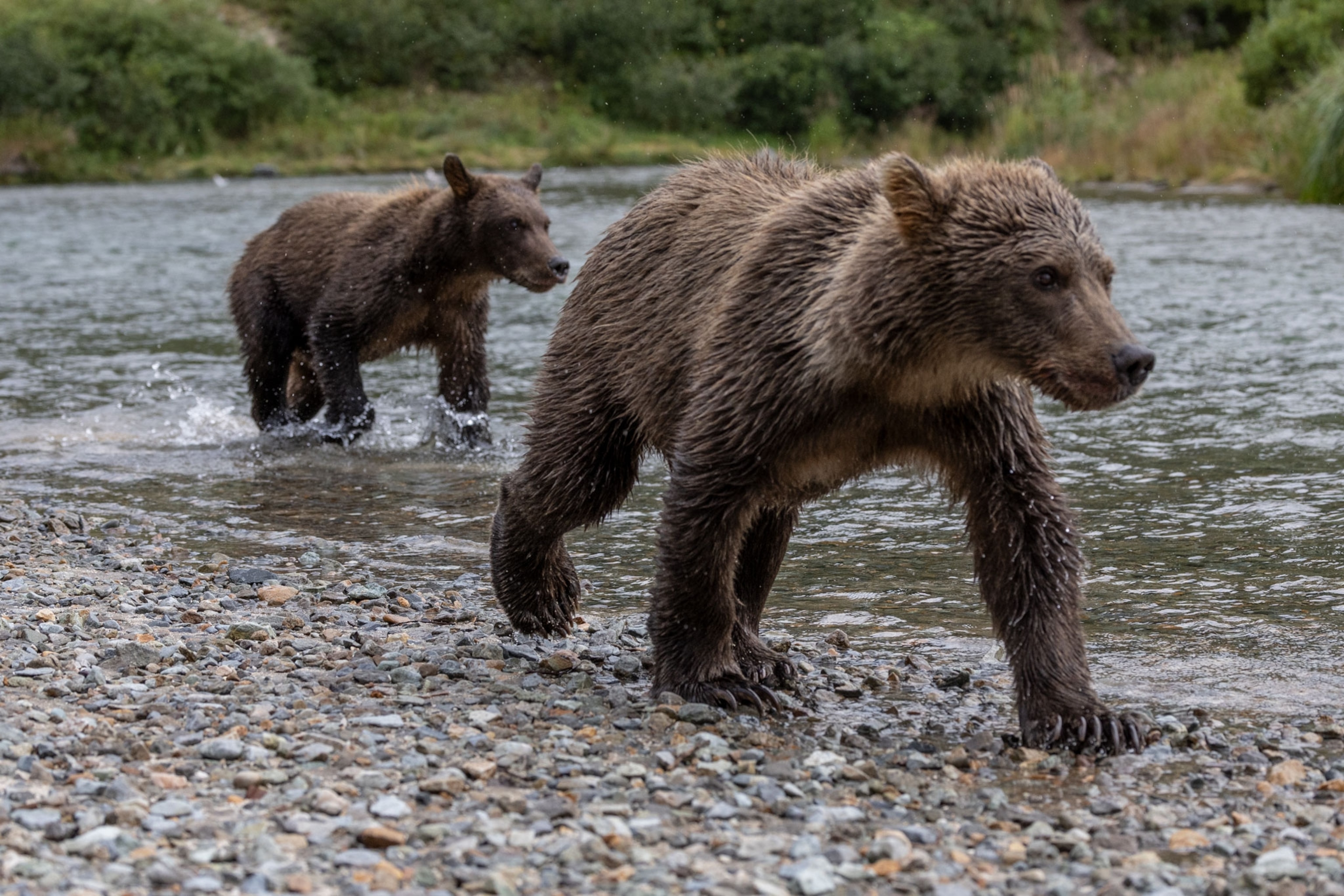 Brown bear cubs walk on river stones on the side of a creek