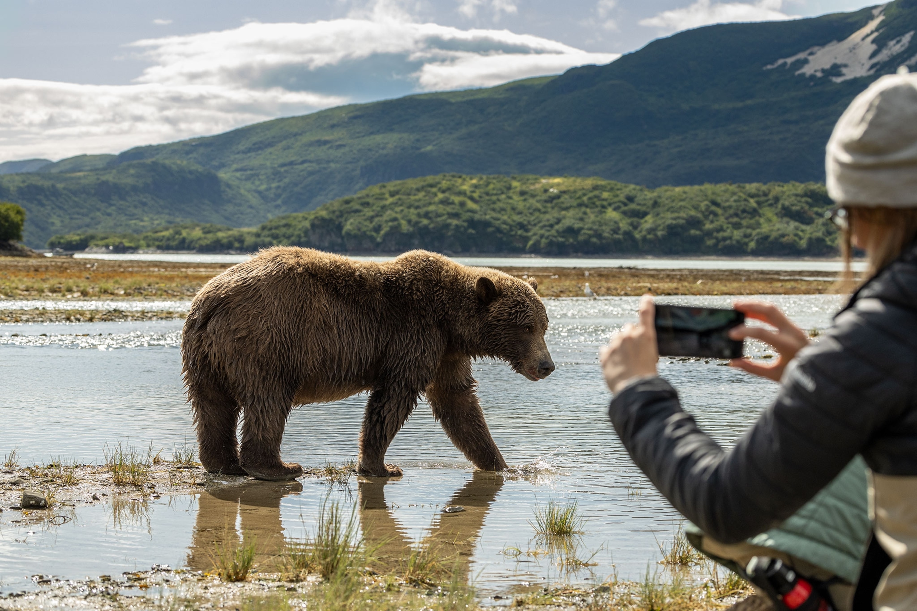 A visitor photographs a brown bear on her phone