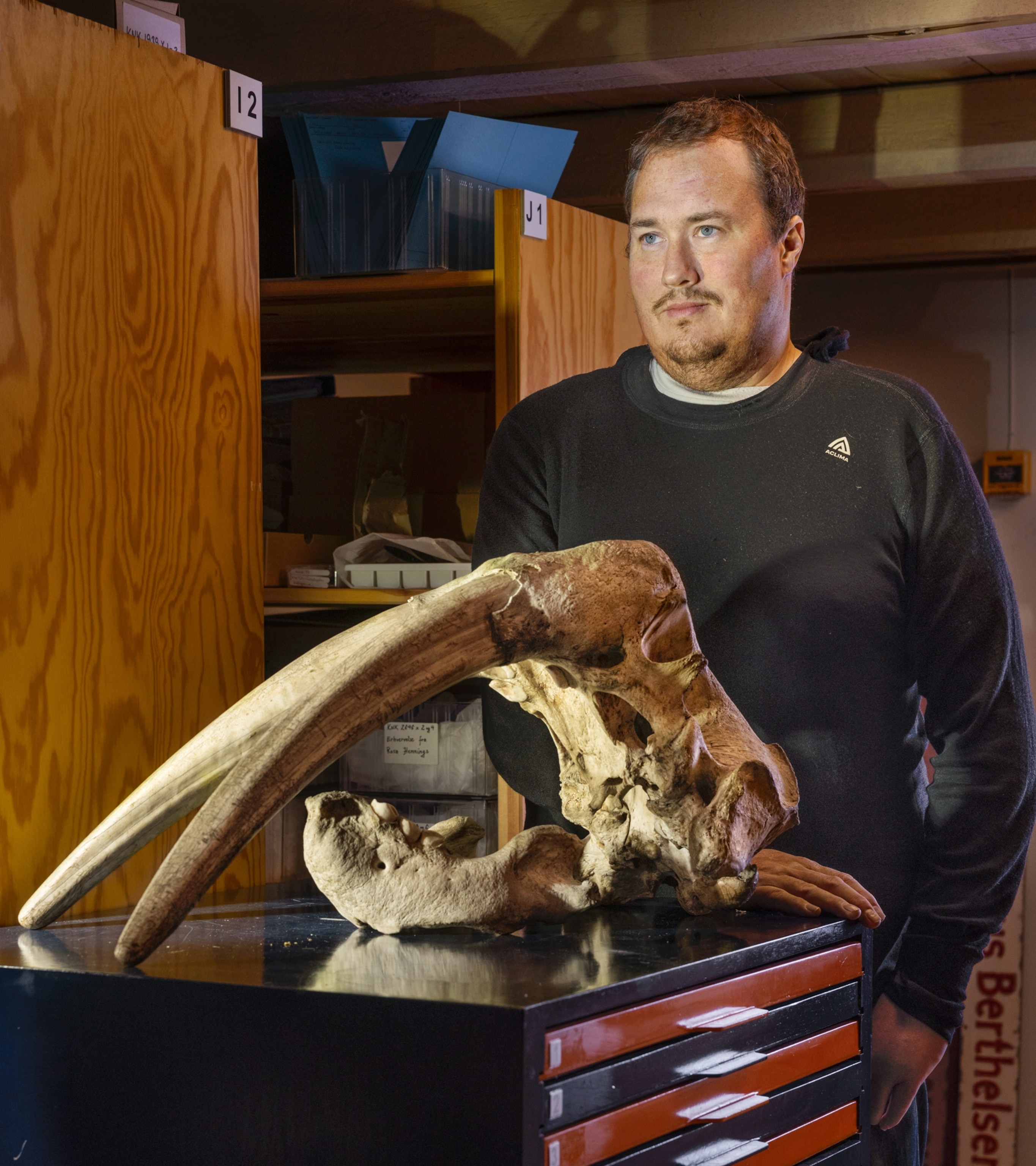 Man standing next to walrus skull with two huge tusks.