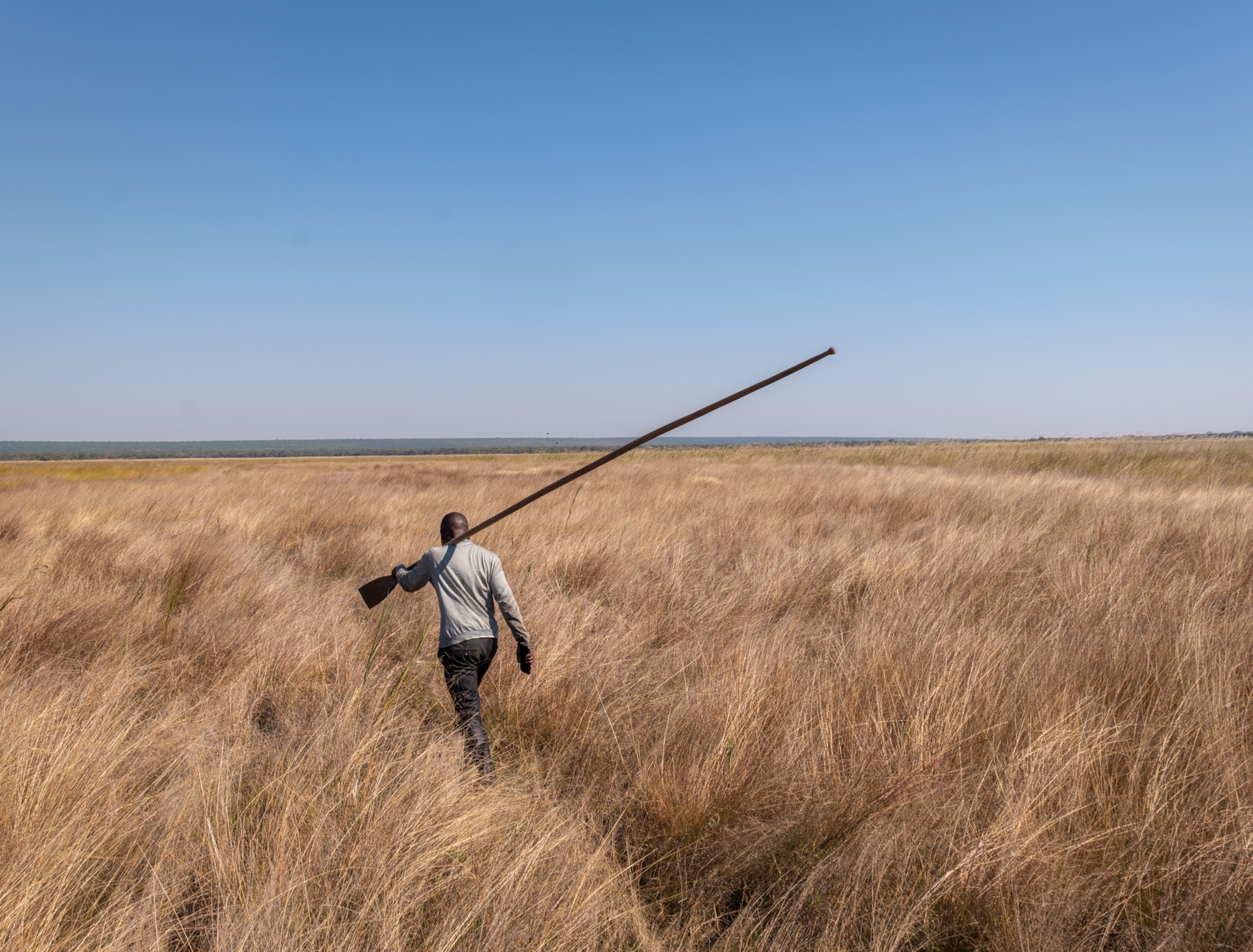 Man with long pole walking the pass thorough tall yellow dry grass.