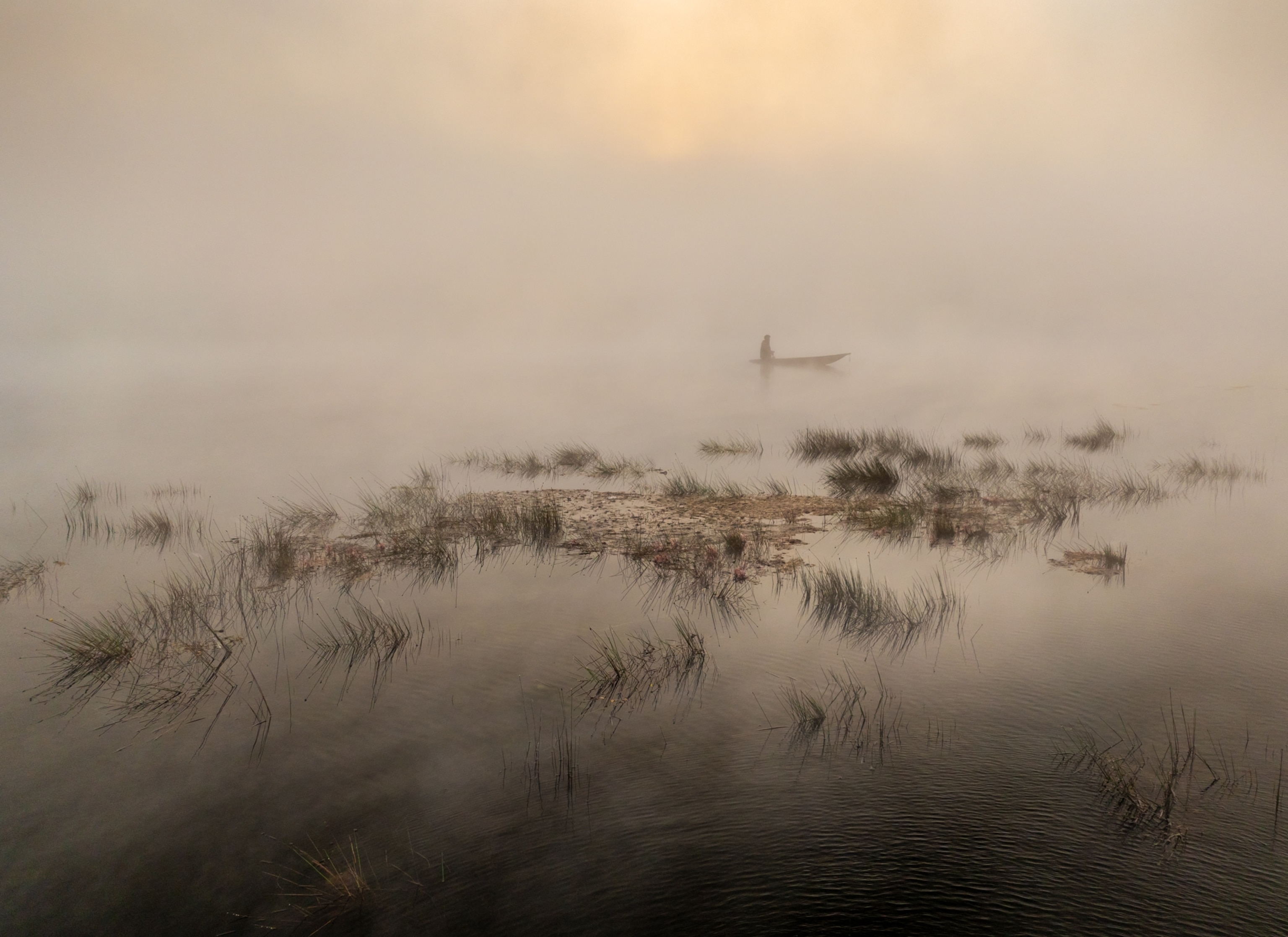 Patches on swamp grasses on foreground and person in canoe on background in pink and gold morning light.