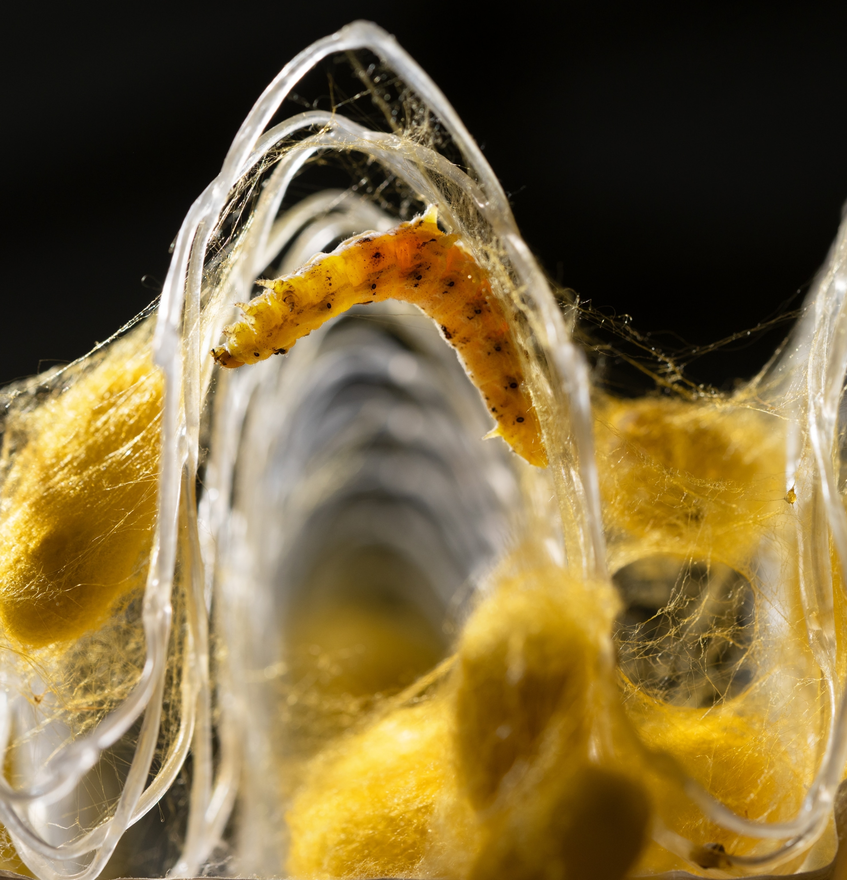 Caterpillar spinning a structure from yellow and white strands.