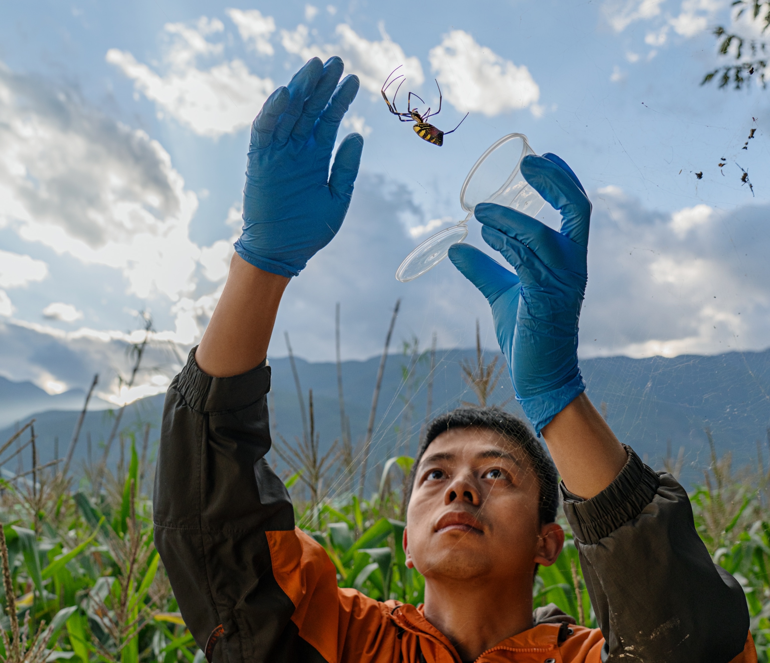Man in black and orange jacket getting a spider into container on the background of cornfield and green mountain.