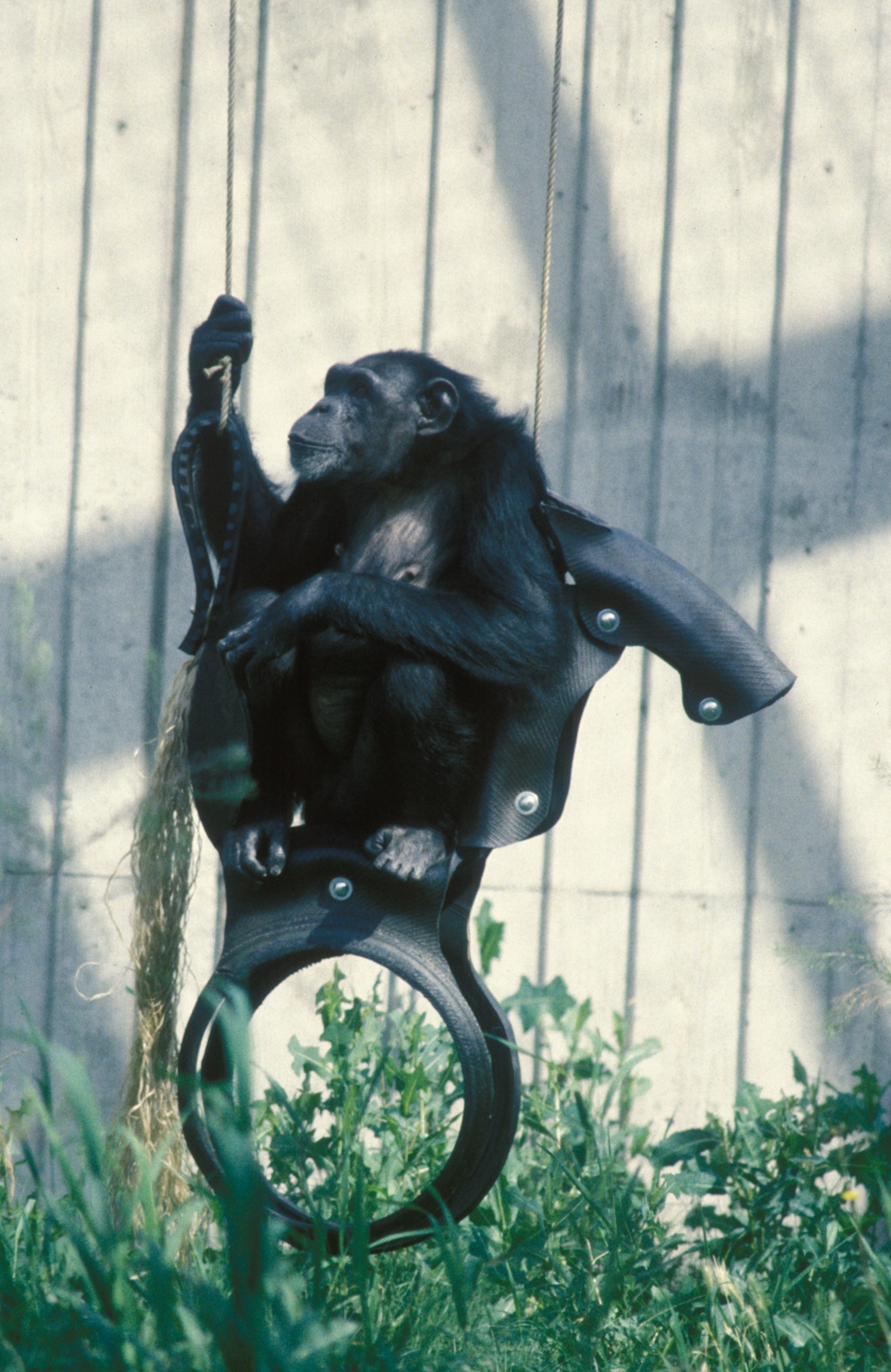 A chimp on a tire swing