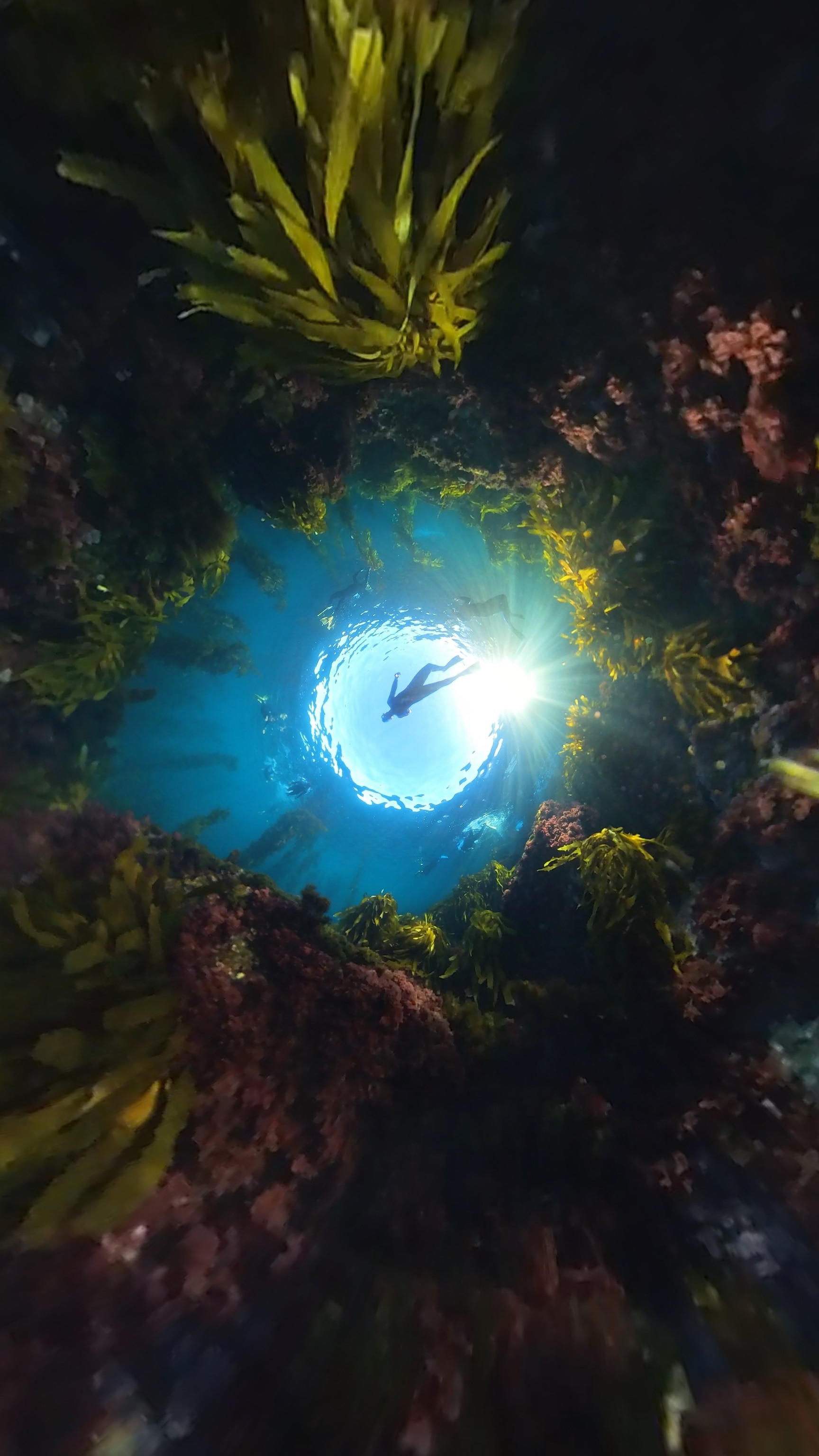 Attendees of the Perpetual Planet Ocean Expeditions Convening snorkel through the waters of Catalina Island.