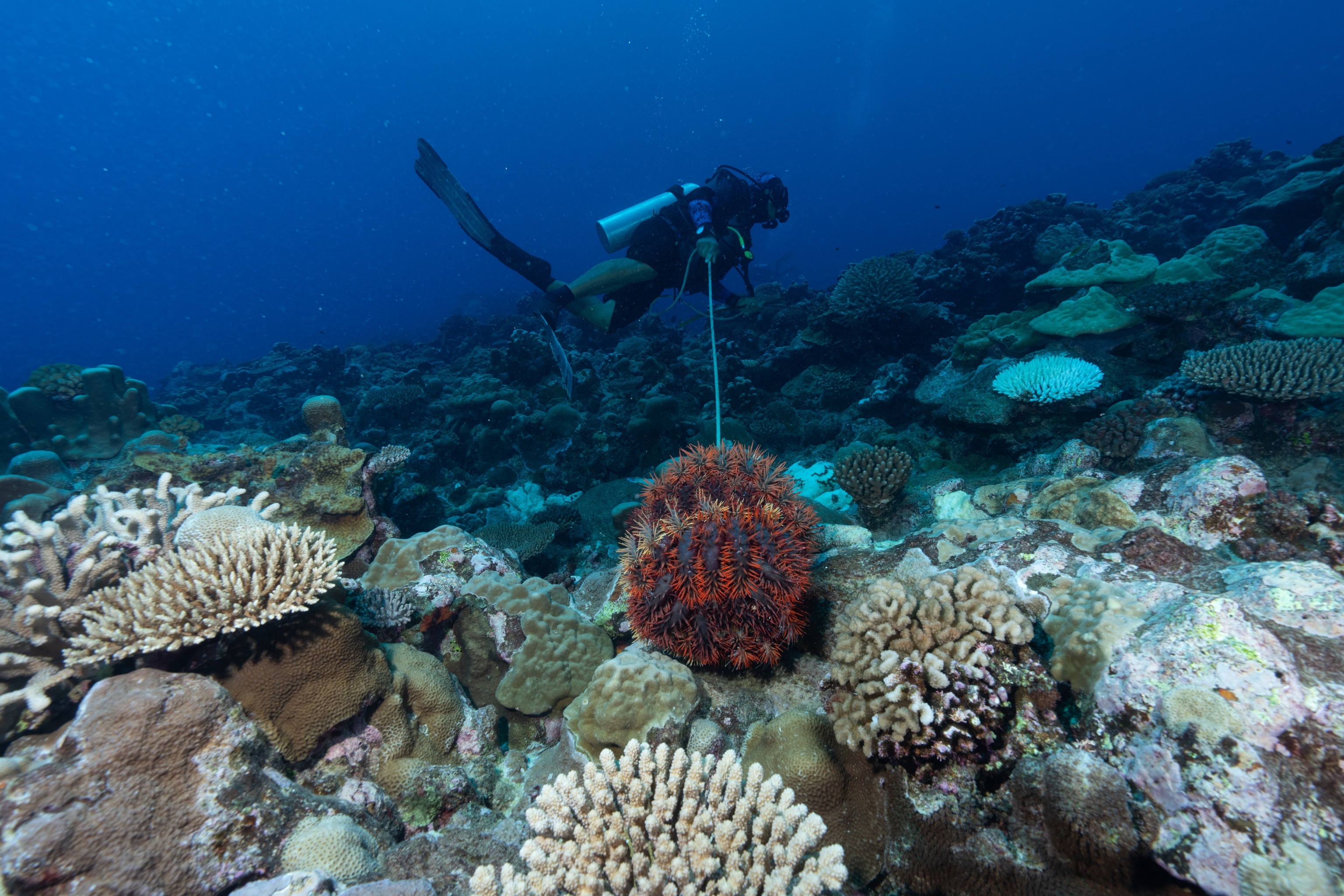 Expedition team member Te Mata Patai removes taramea (crown-of-thorns starfish) from the reef at Avana Passage.
