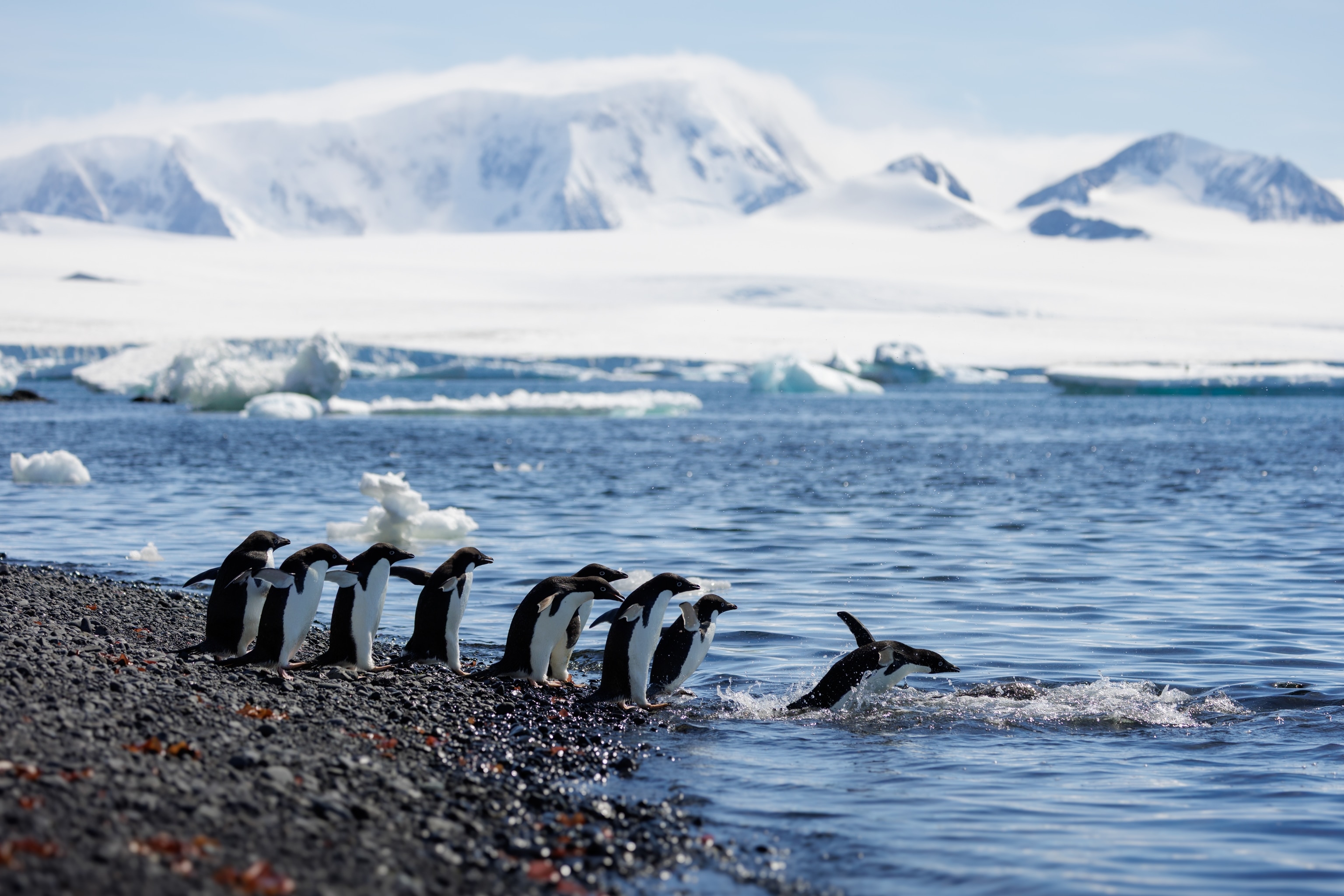 View of the Antarctic landscape and fauna, including a waddle of penguins.