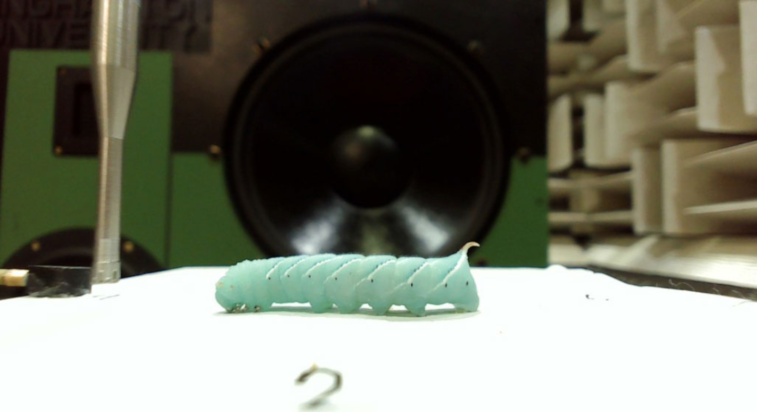 A green insect in the foreground of an image with a large speaker in the background.