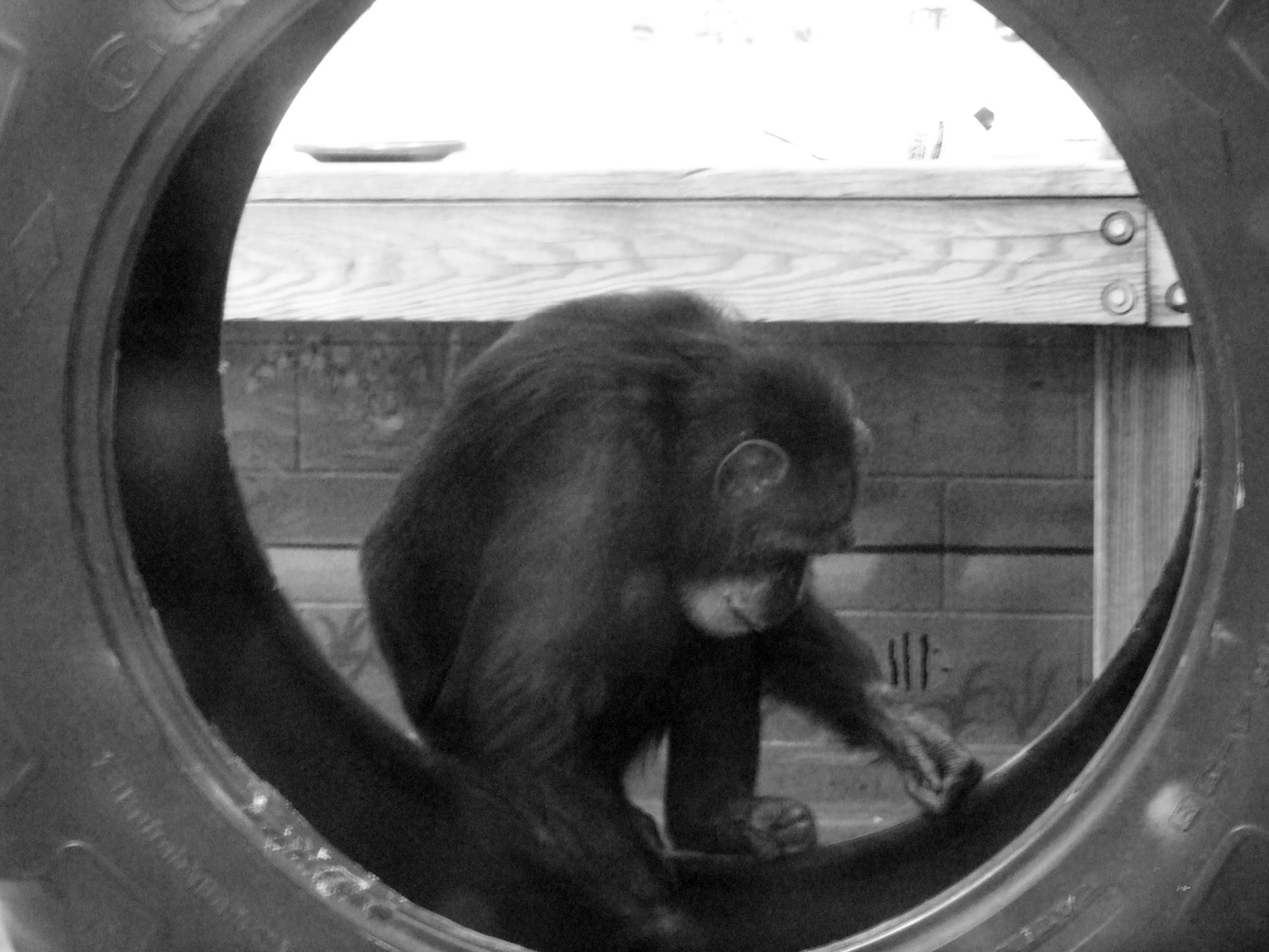 A chimp in a tire photographed from the side.