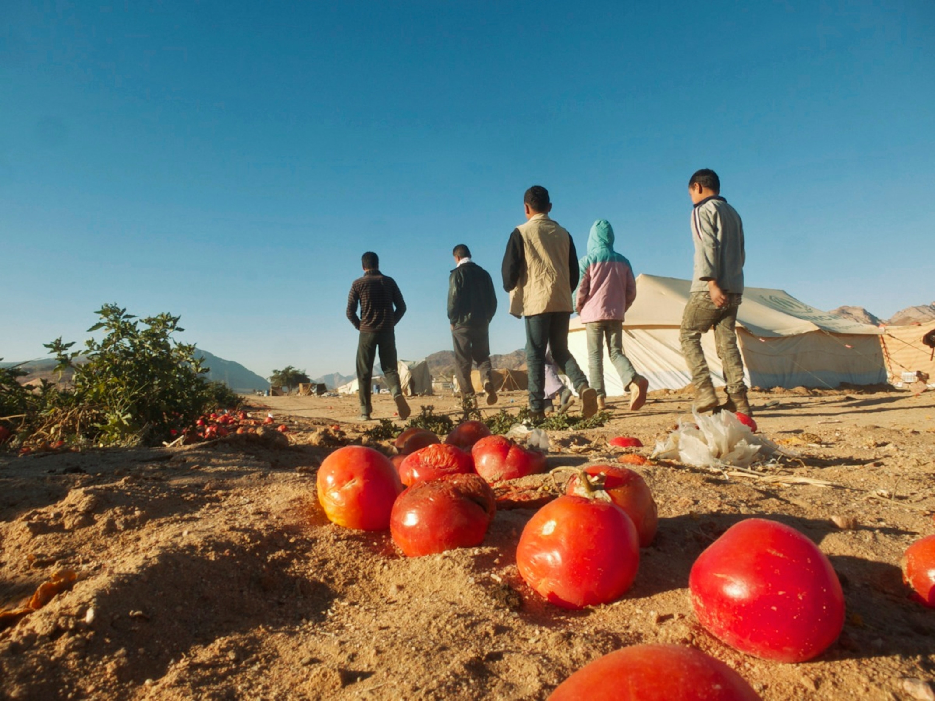 January, 2014. The tomato pickers’ camp where Salopek paused near Al Quweirah, Jordan.